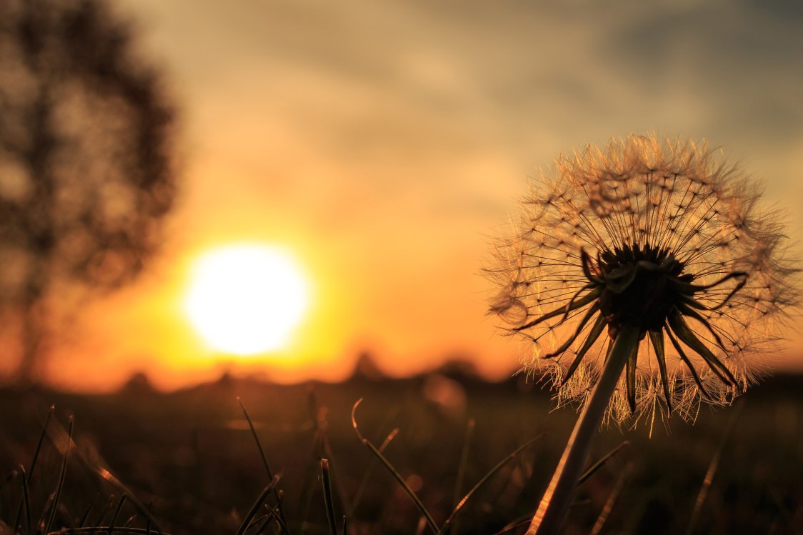 Pusteblume bei Sonnenuntergang Eine Pusteblume im Vordergrund mit einen Sonnenuntergang im Hintergrund.
